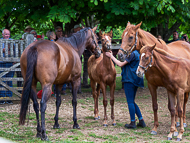 KS300622-34 - Cupboard Love & foal by Territories